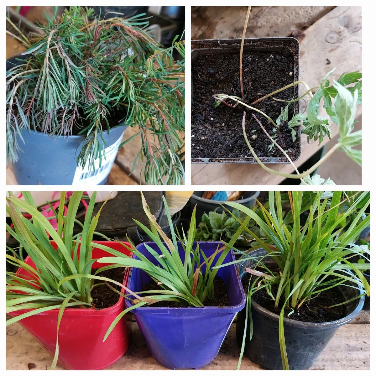 FREE PLANTS - Image 1
