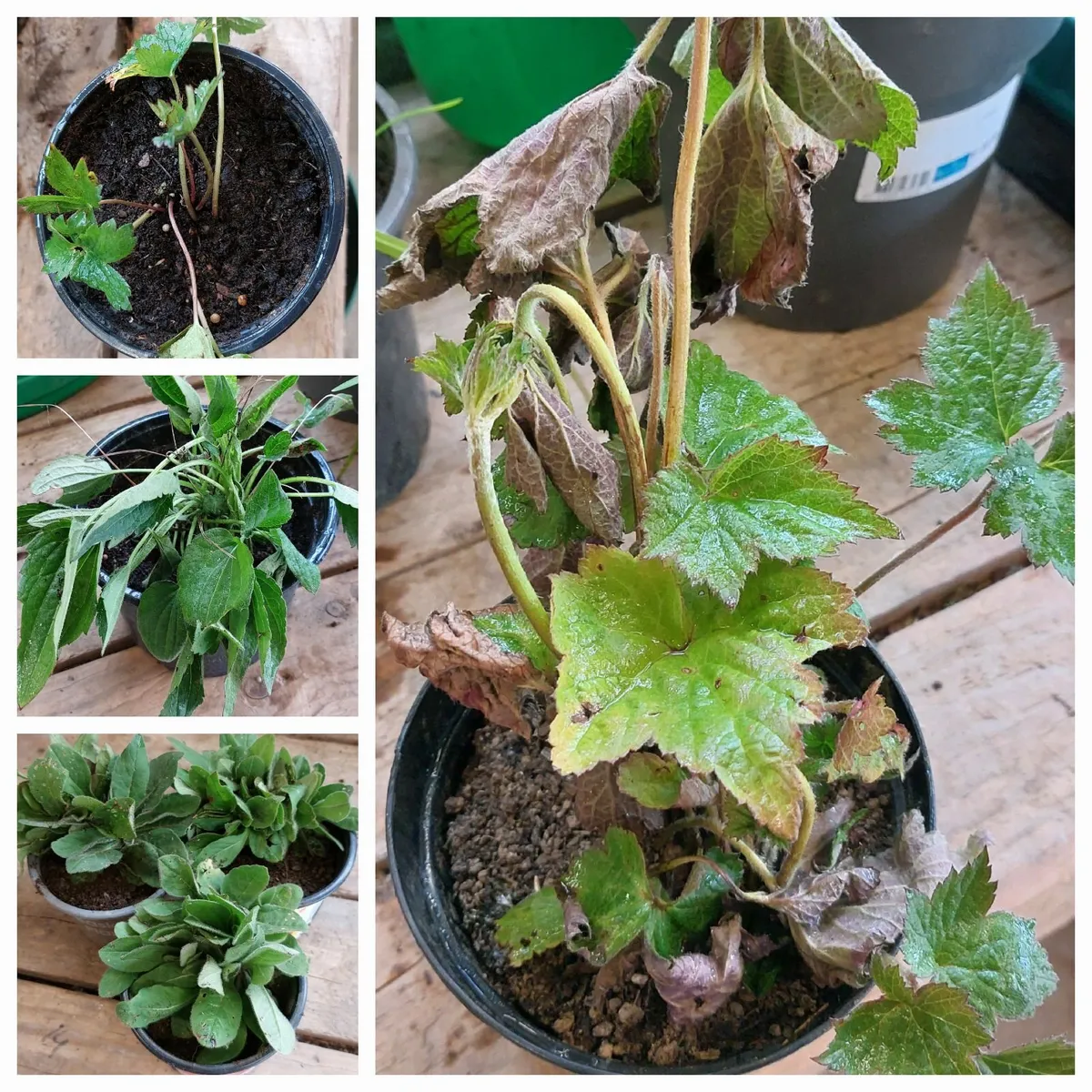 FREE PLANTS - Image 2