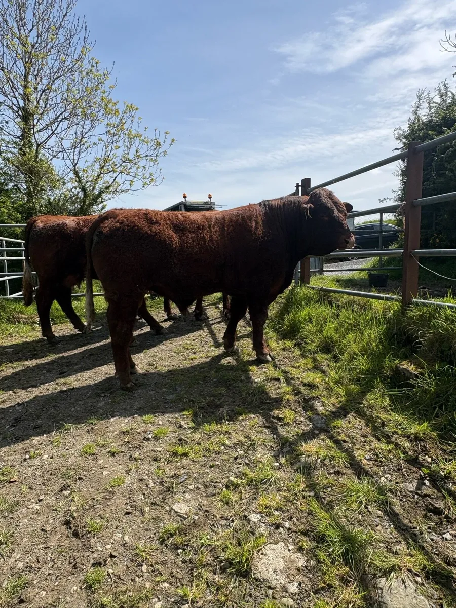 PBR SALER BULL - Image 1