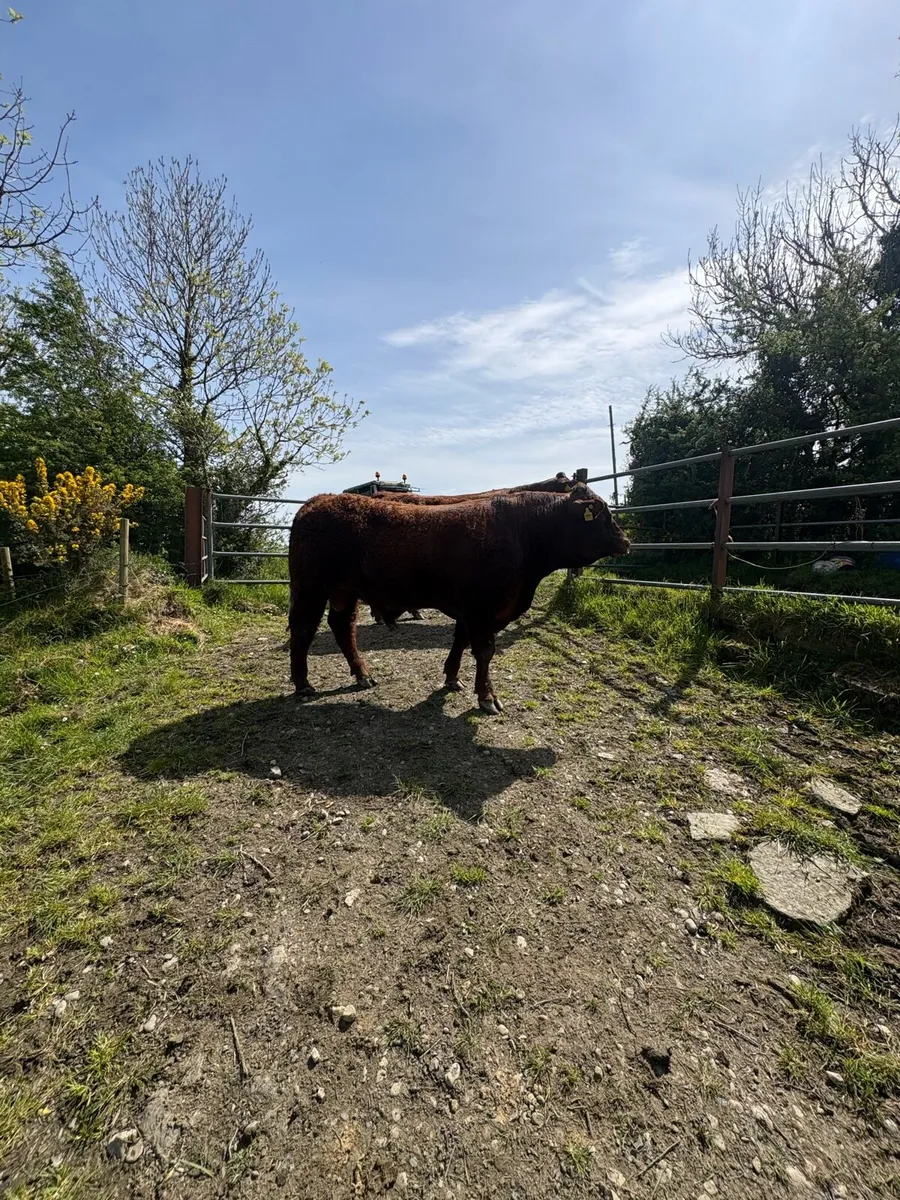 PBR SALER BULL - Image 2