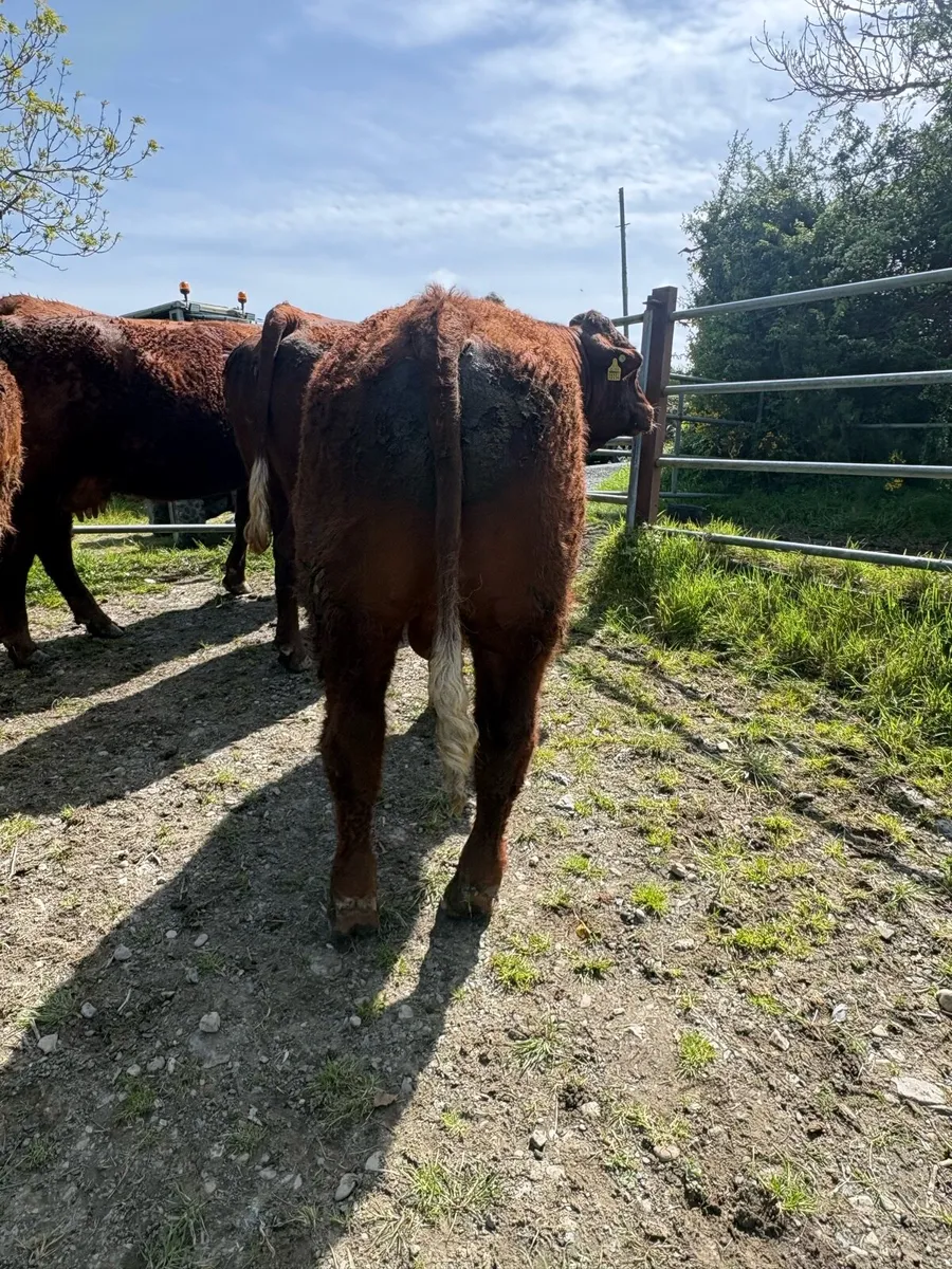 PBR SALER BULL - Image 3