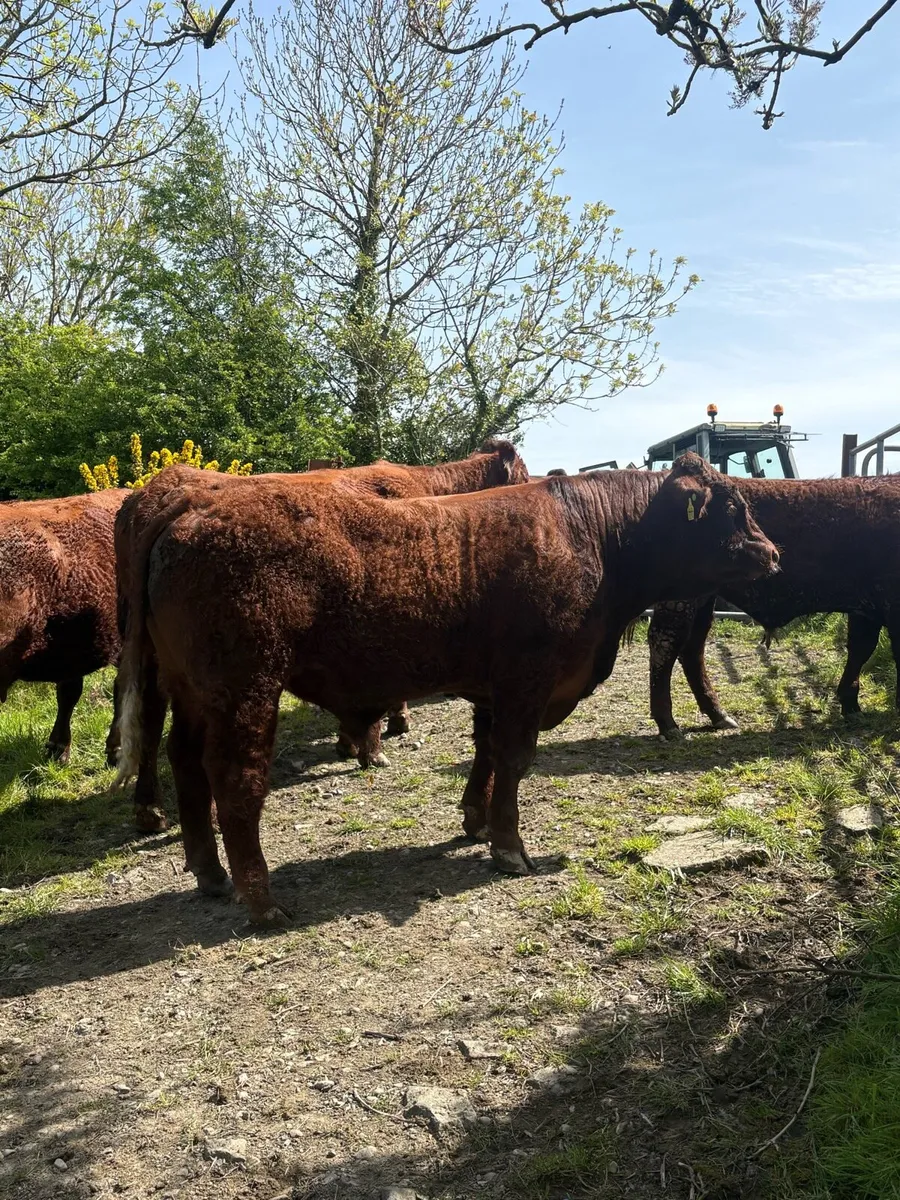 PBR SALER BULL - Image 4