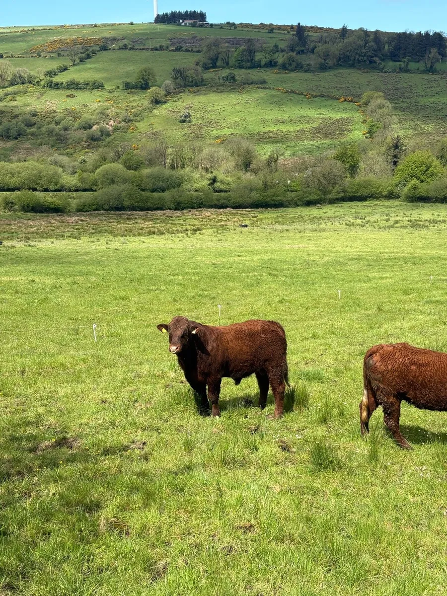 PBR SALER BULL - Image 2