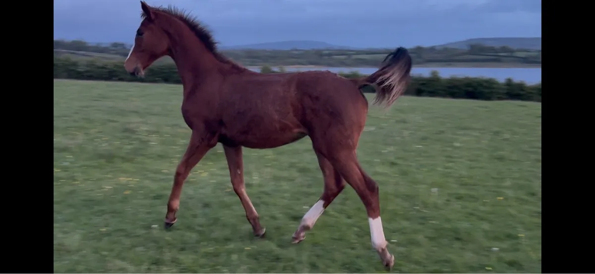 Northern Candy Grace (Irish Sports Horse) - Image 1