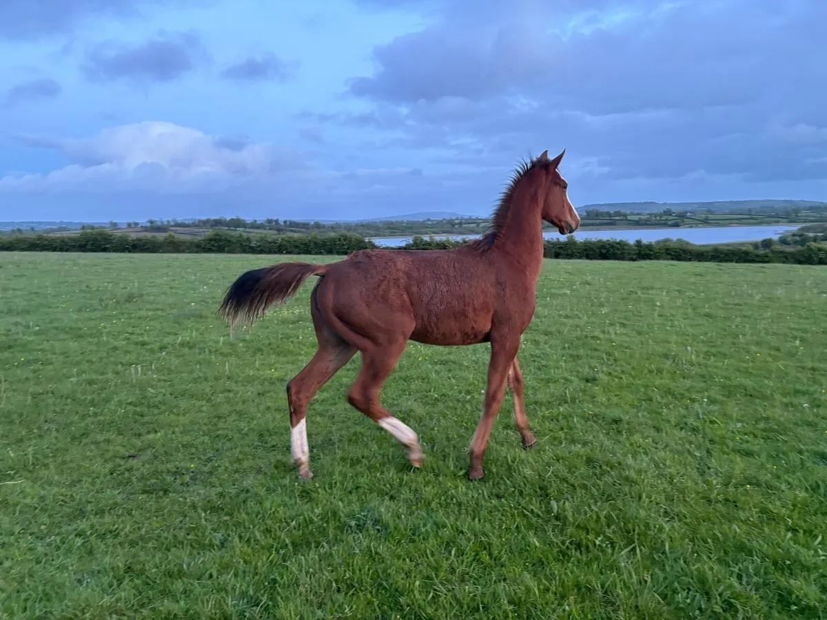 Northern Candy Grace (Irish Sports Horse) - Image 4