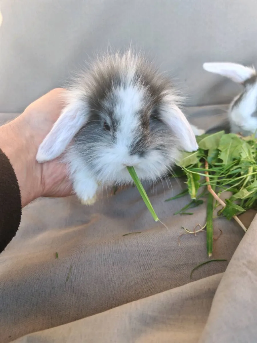 Rabbits - Image 1