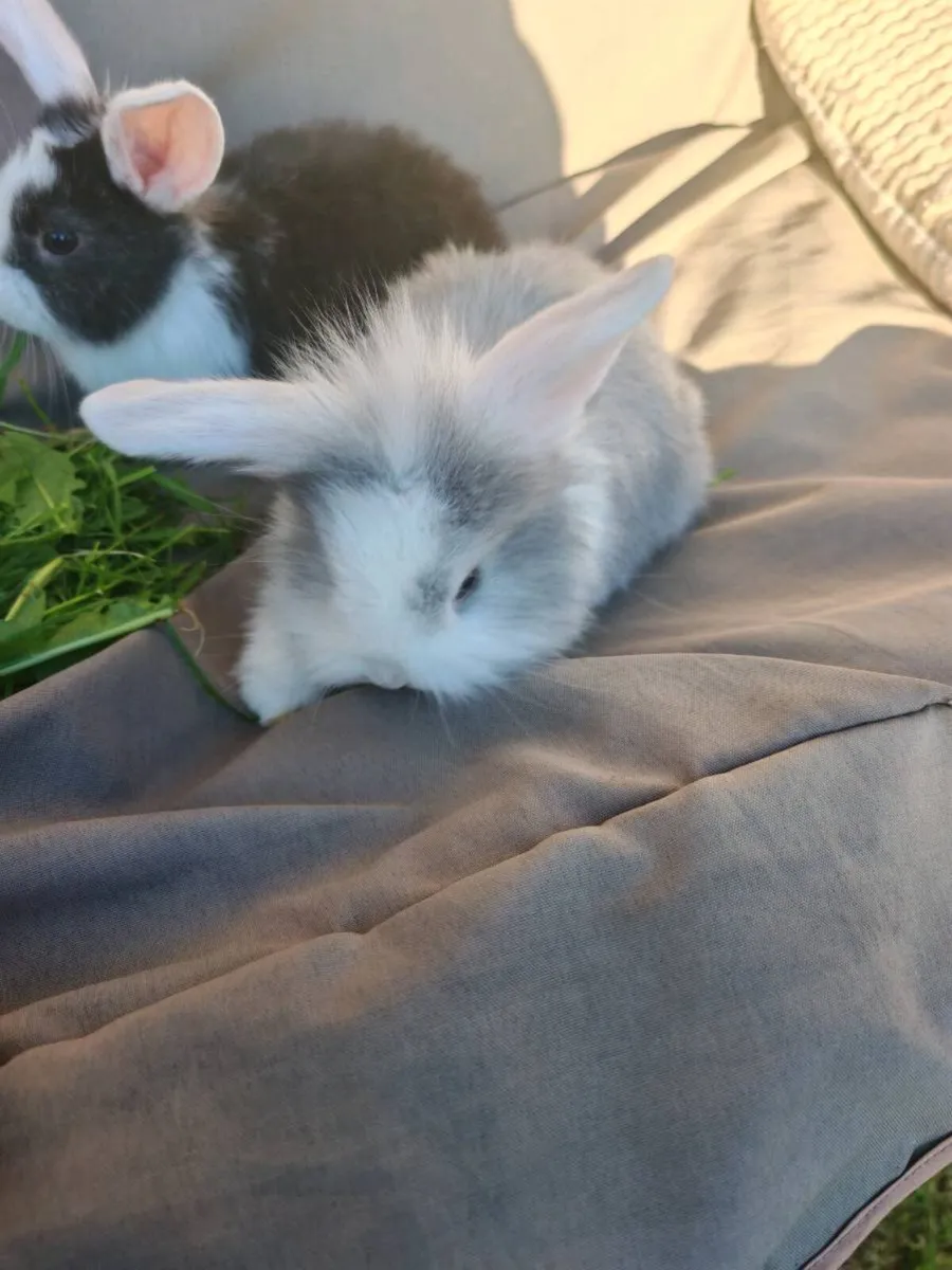 Rabbits - Image 2