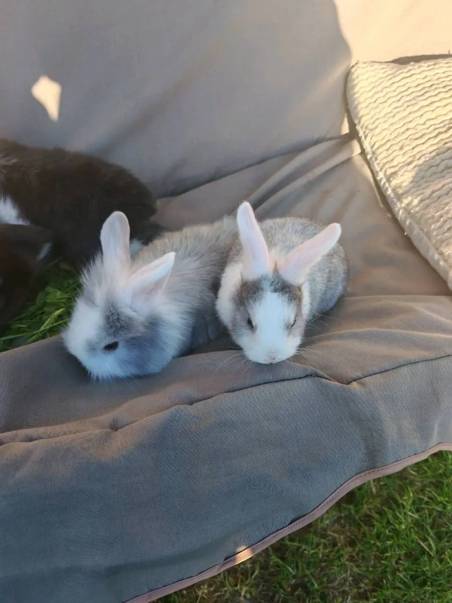 Rabbits - Image 3