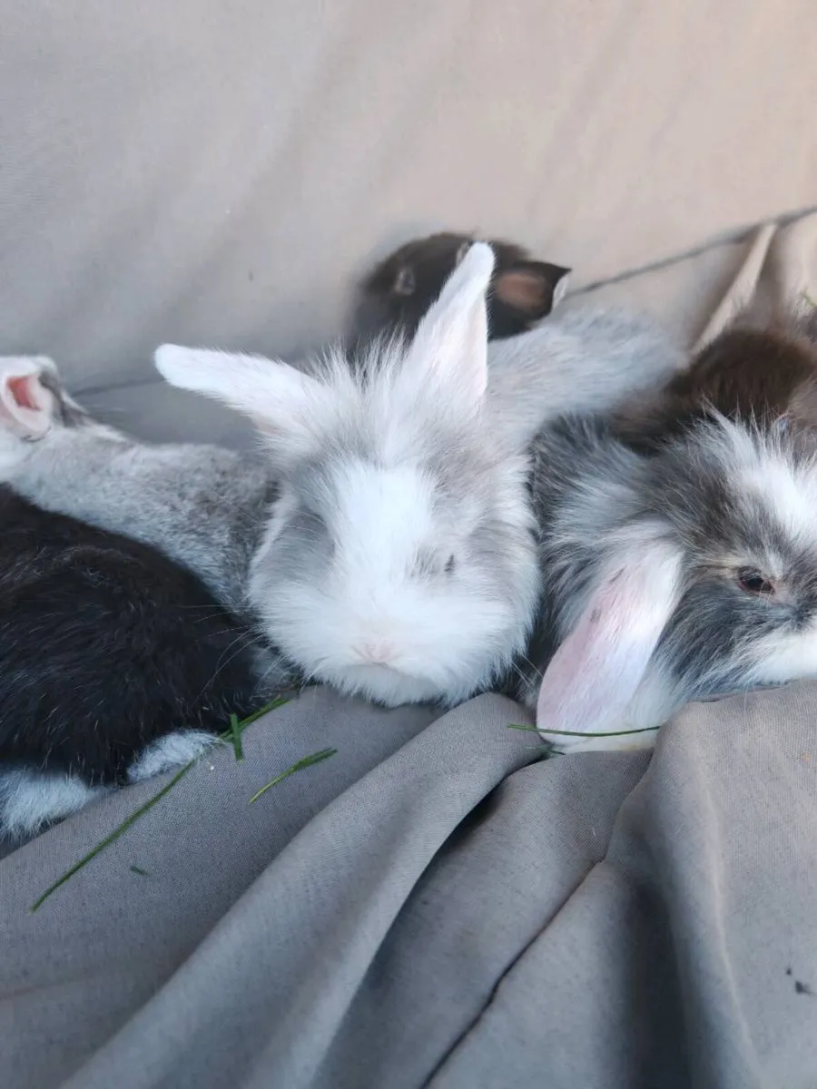 Rabbits - Image 4