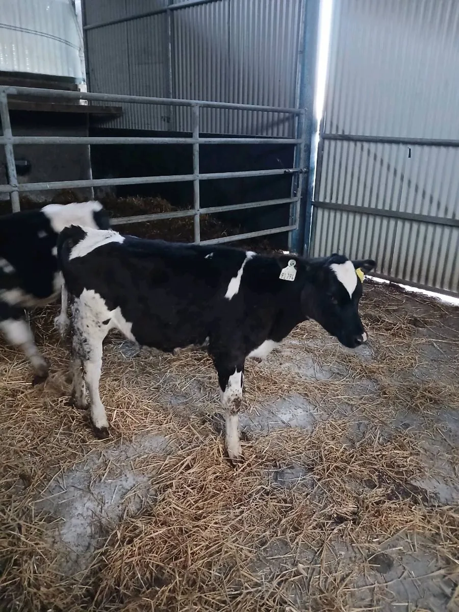 Freisain heifier calves - Image 1