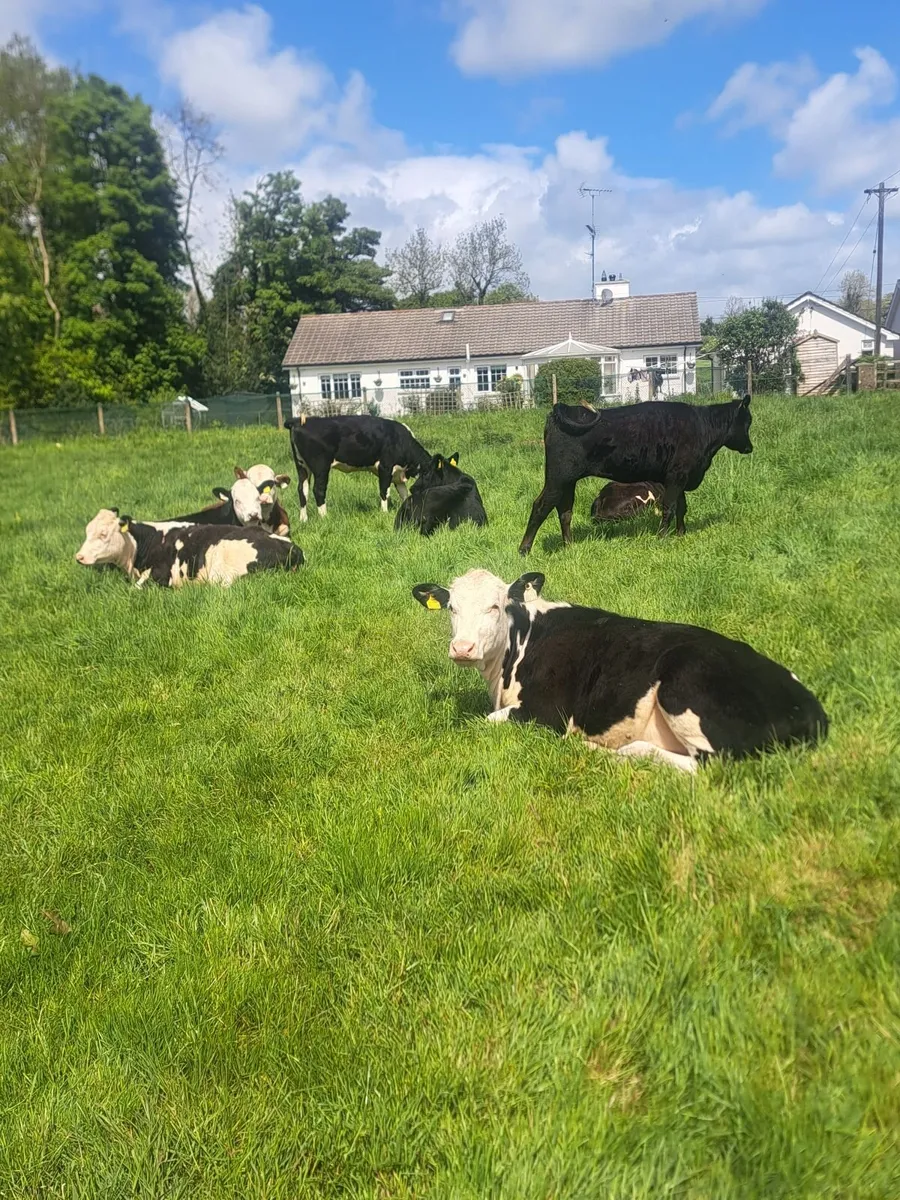 Heifers - Image 2
