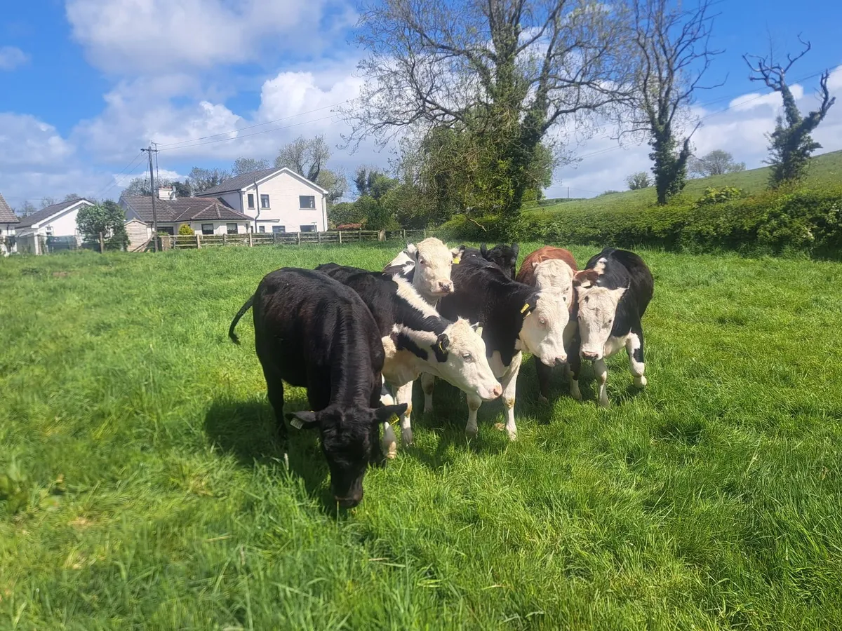 Heifers - Image 3
