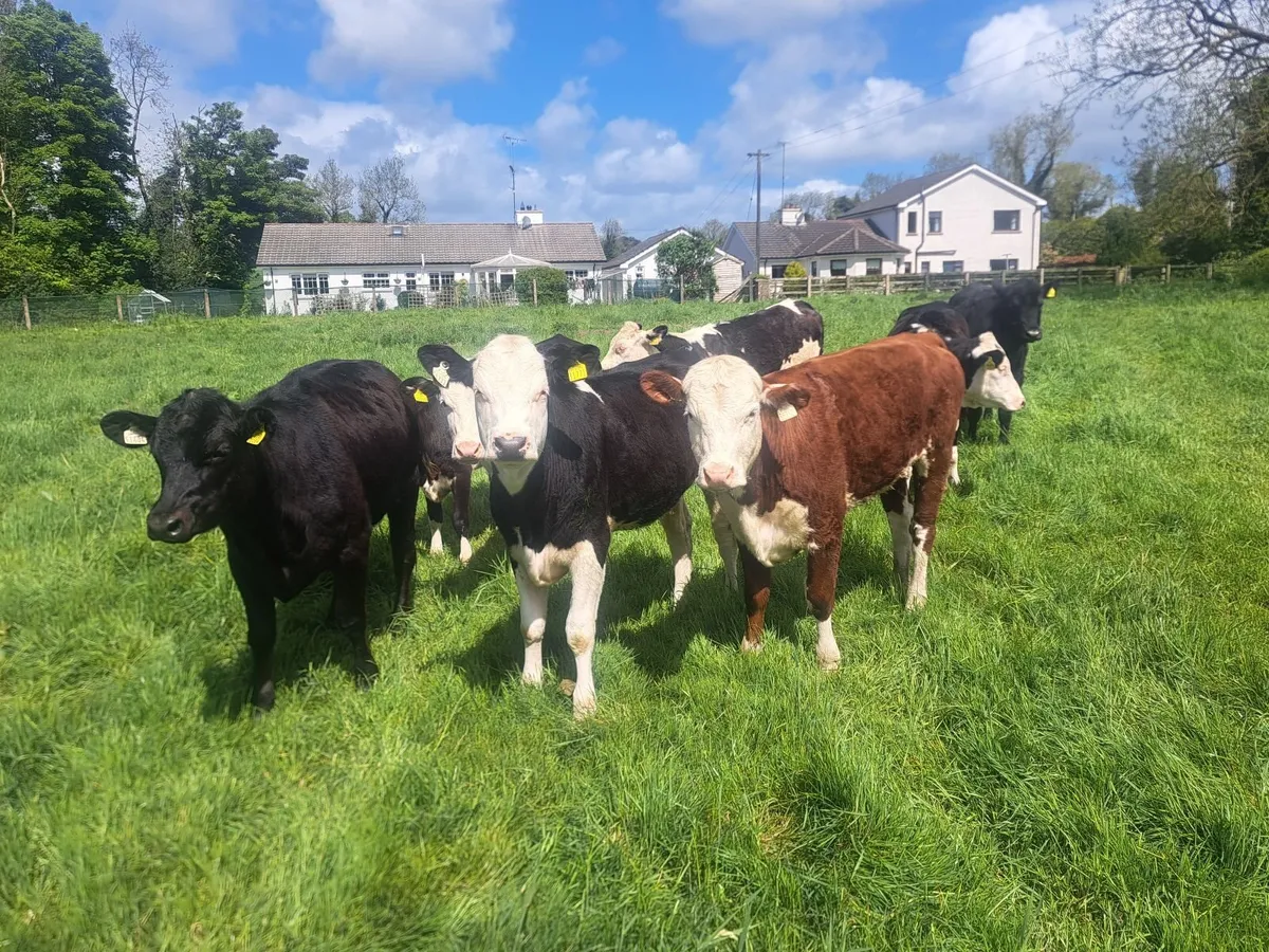 Heifers - Image 4