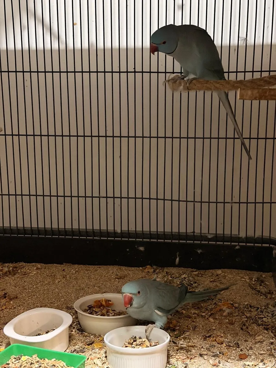 Ringneck , alexandrine breeding pair and chicks - Image 4