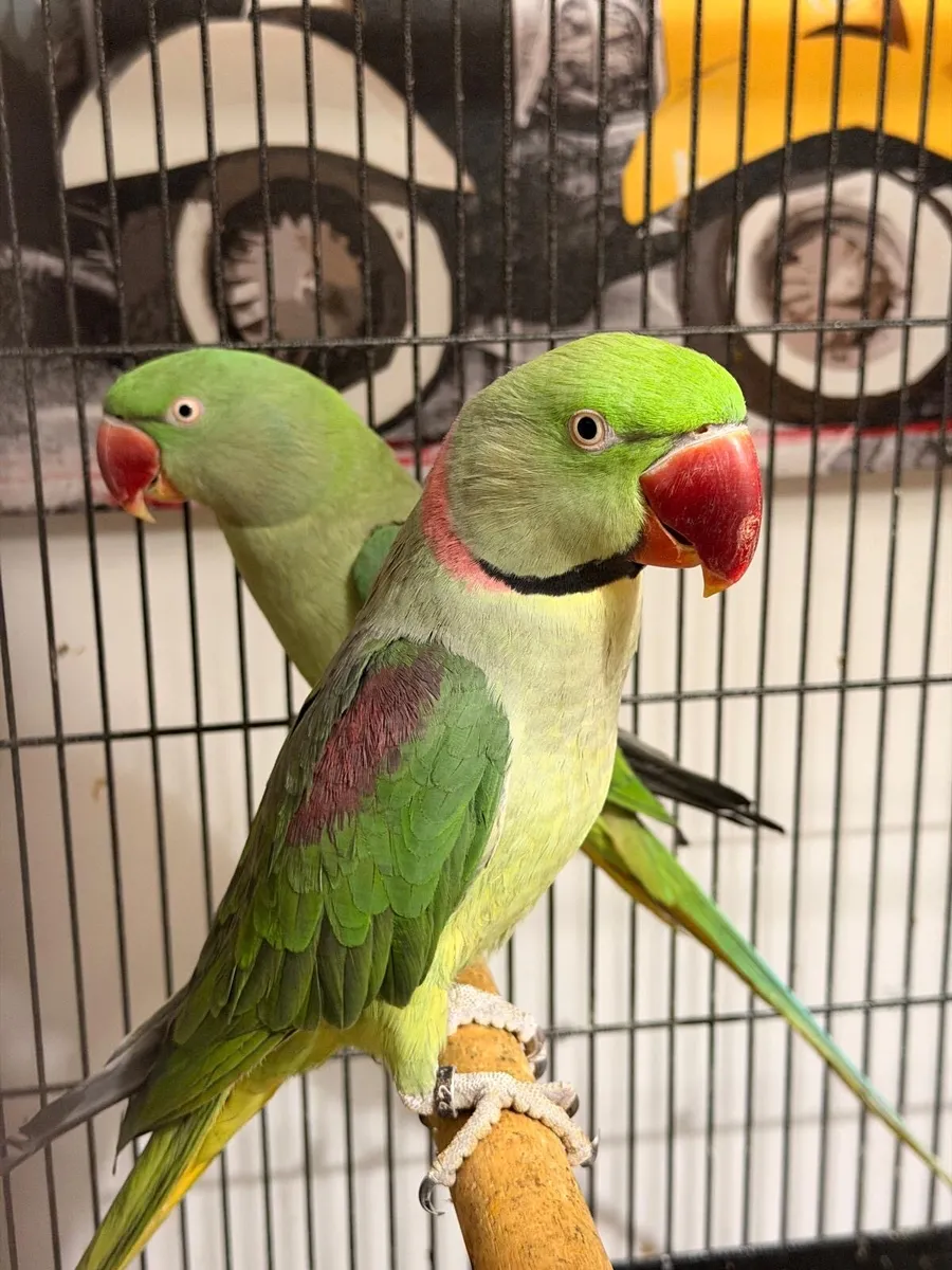 Ringneck , alexandrine breeding pair and chicks - Image 1