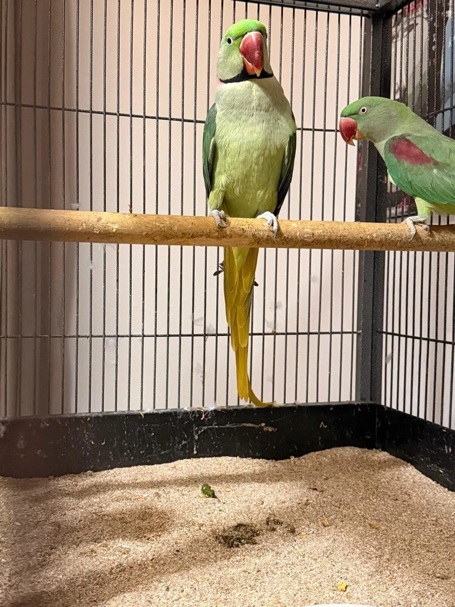 Ringneck breeding pair, alexandrine mutation - Image 4