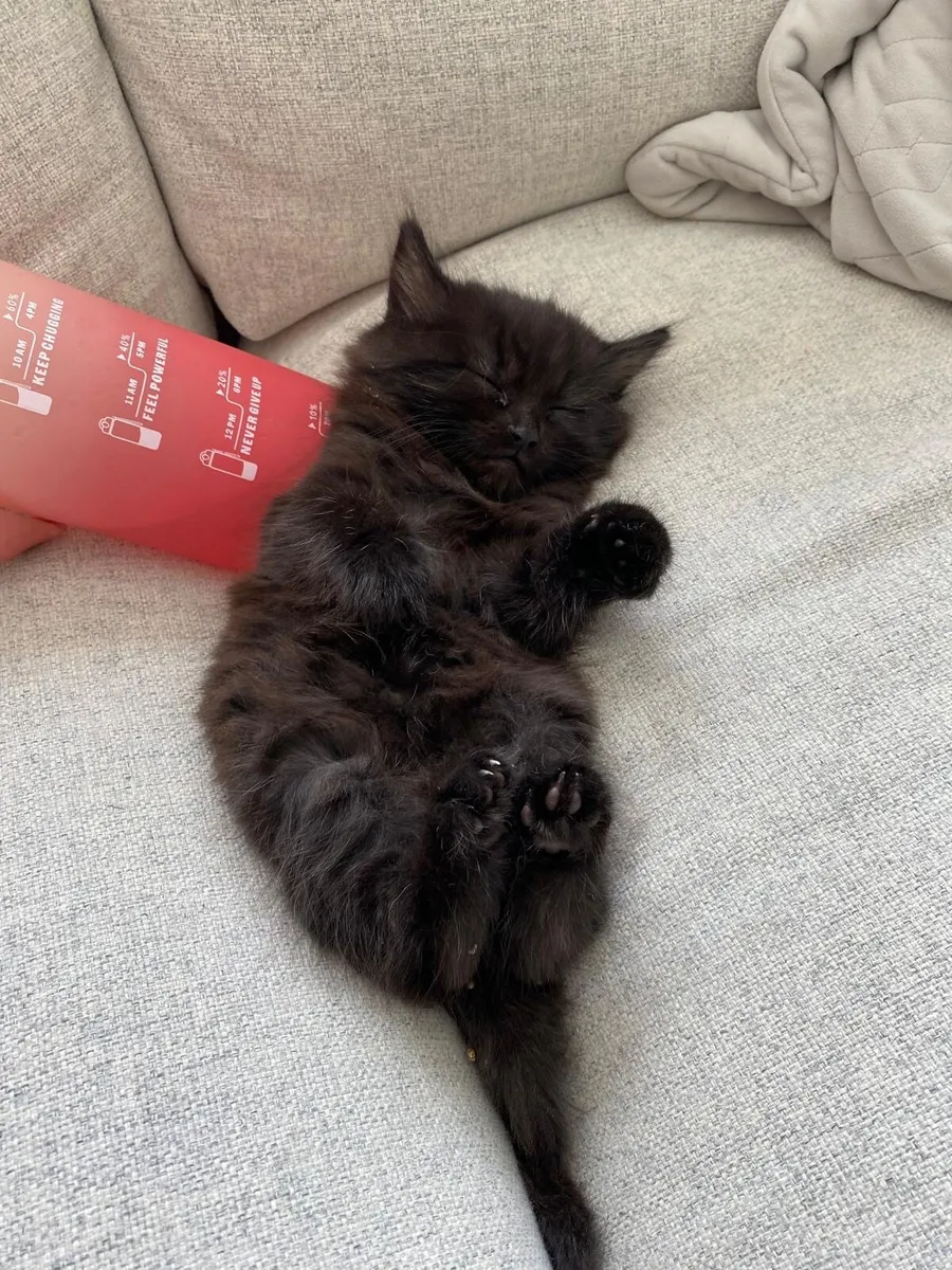 2 kittens - Image 1