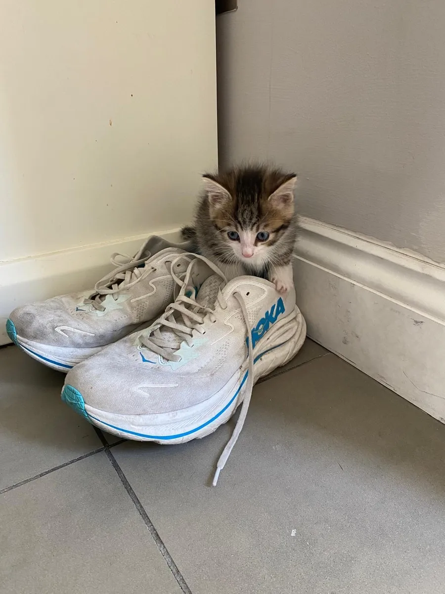 2 kittens - Image 2