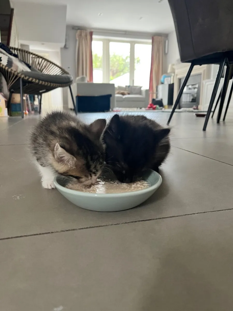 2 kittens - Image 3