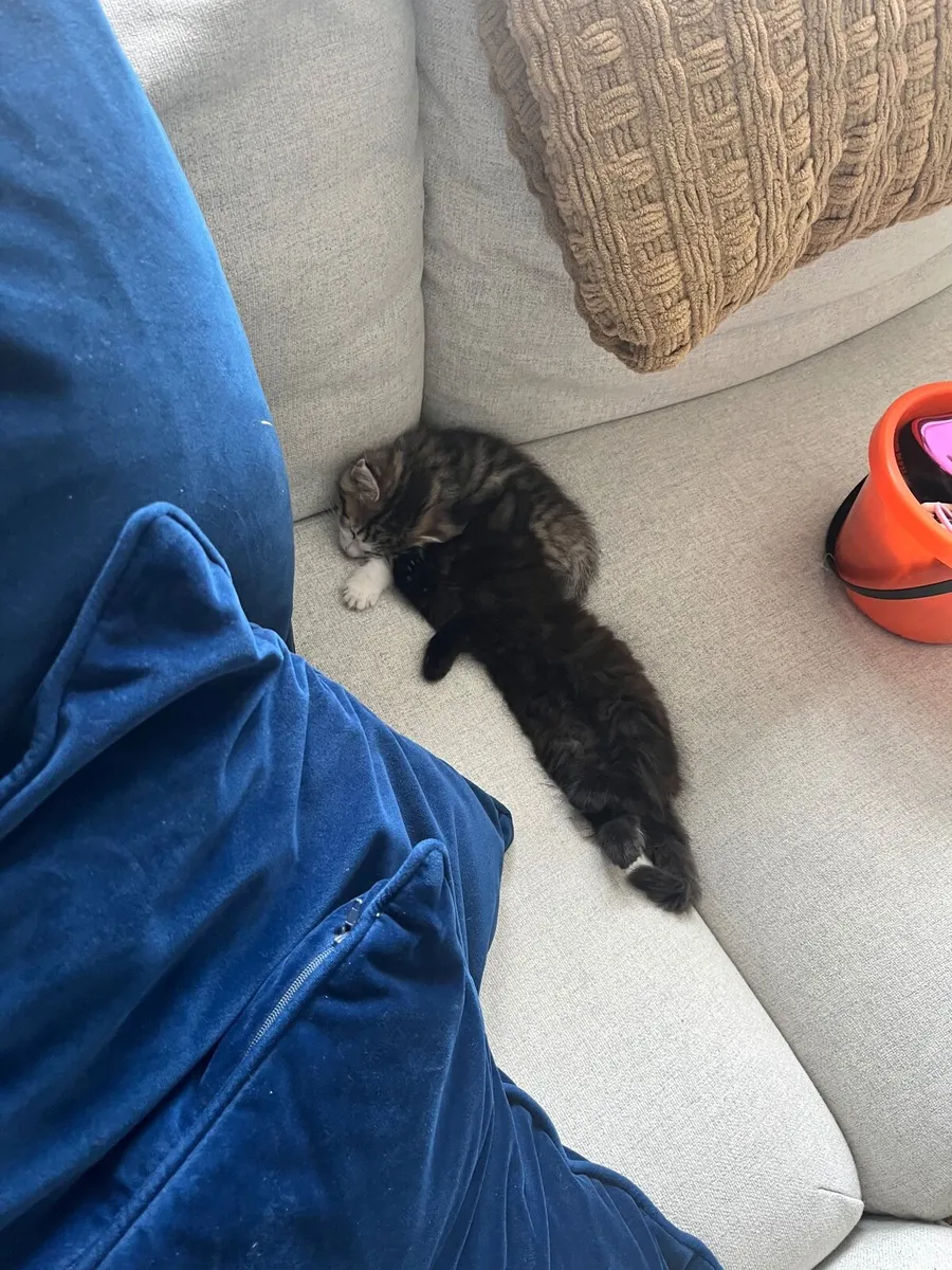2 kittens - Image 4
