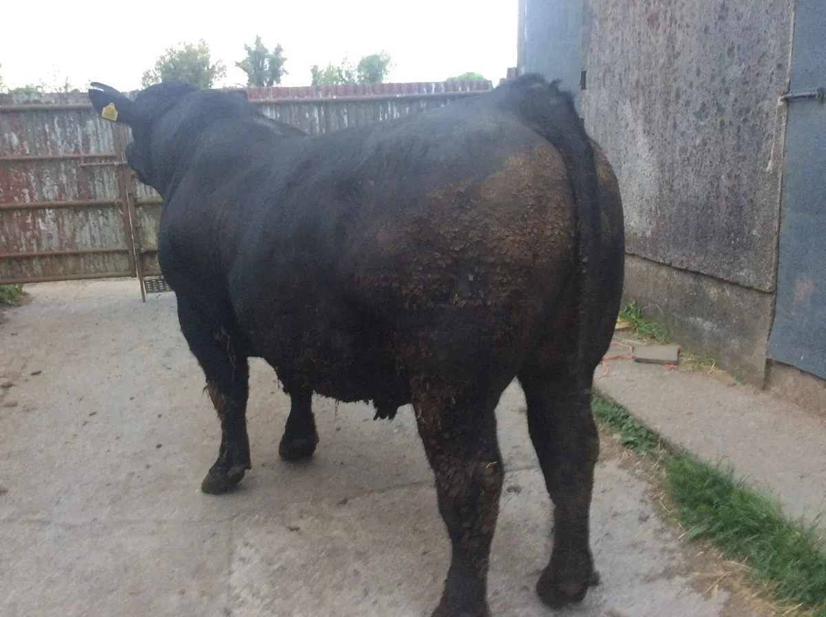 Angus Bull - Image 2