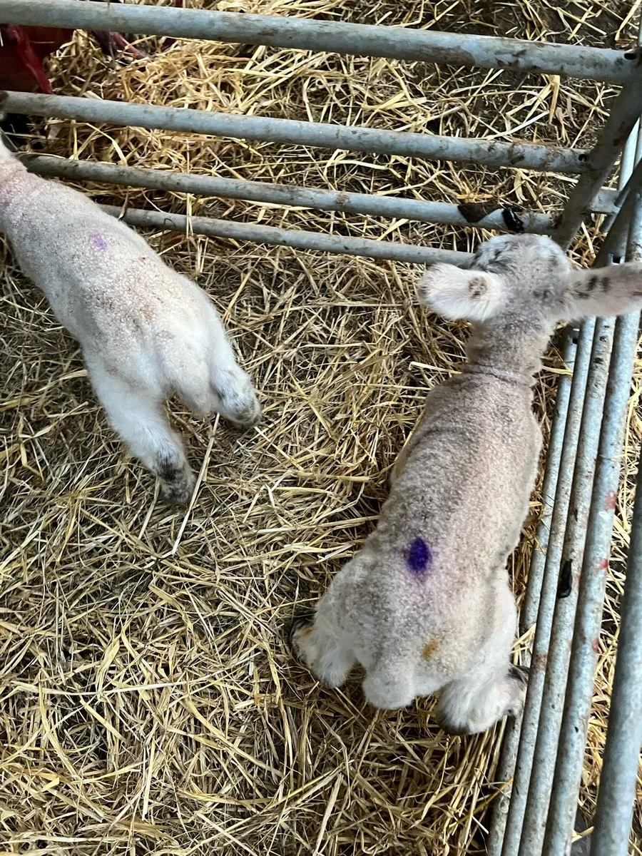 Foster lambs