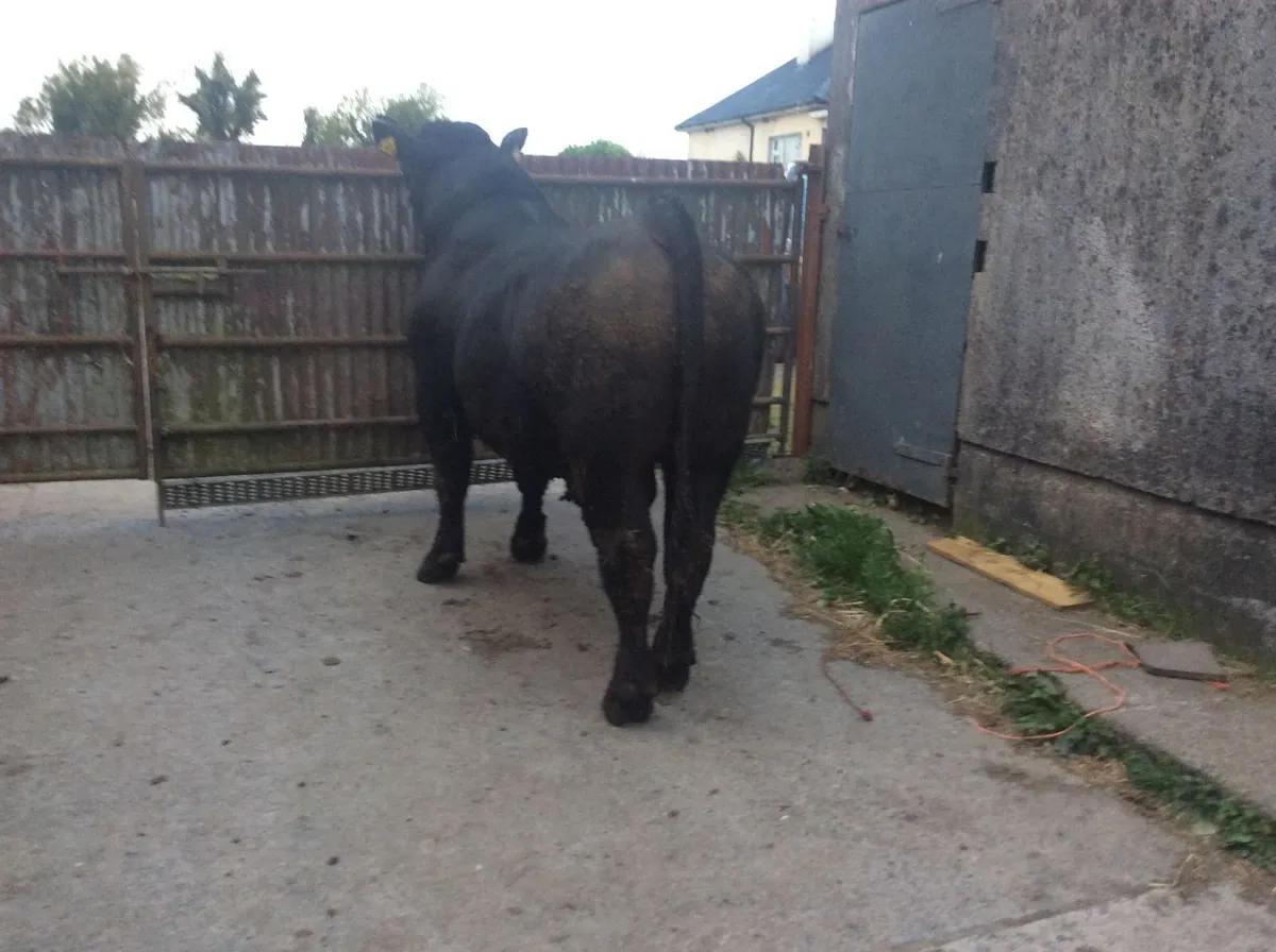 Angus Bull - Image 3