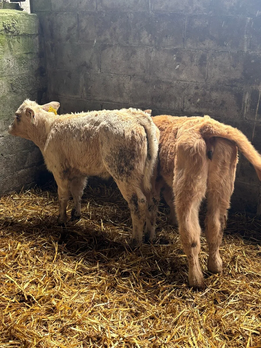 SUCKLER BRED- R GRADE HEIFERS - Image 3