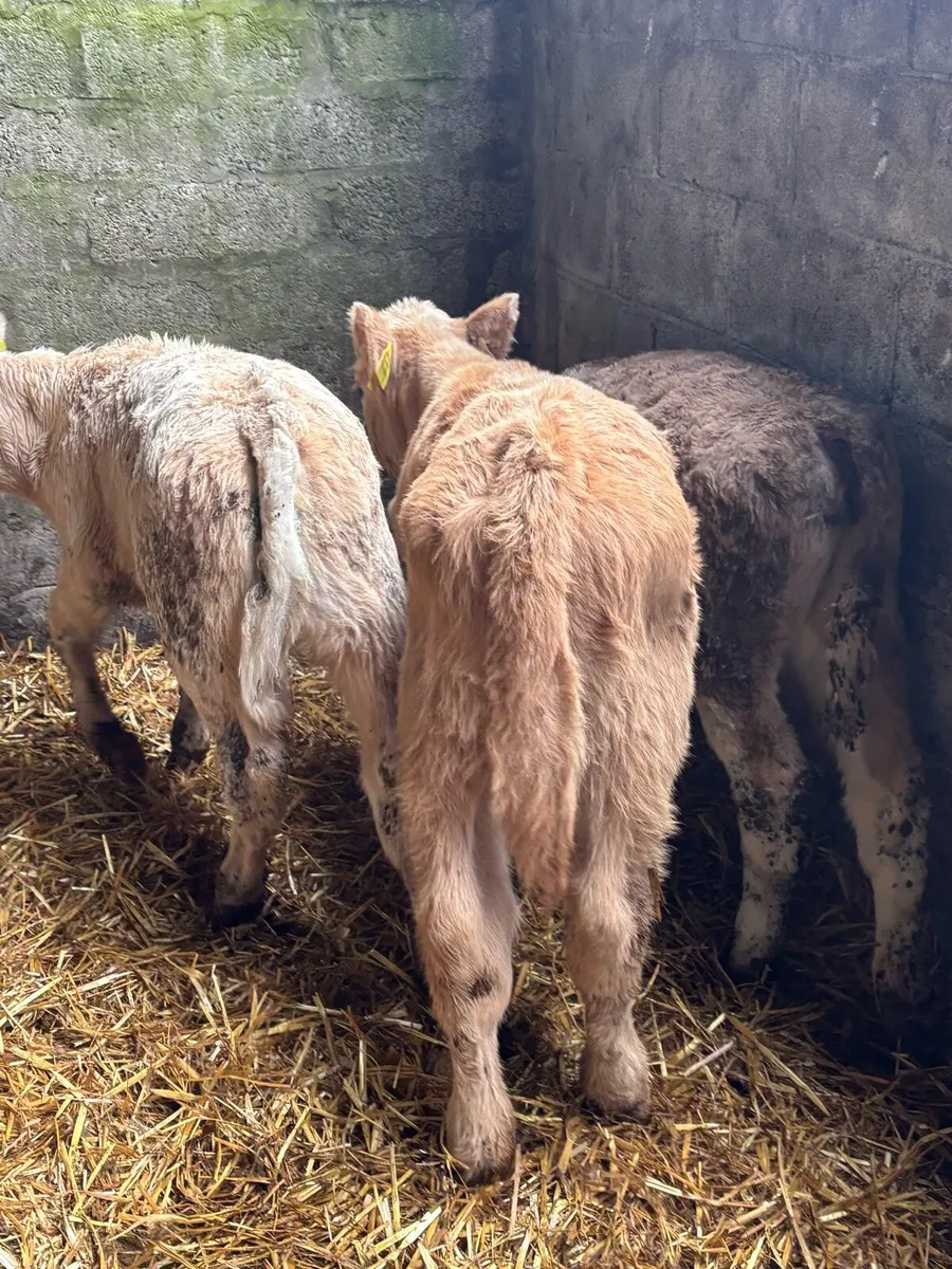 SUCKLER BRED- R GRADE HEIFERS - Image 4