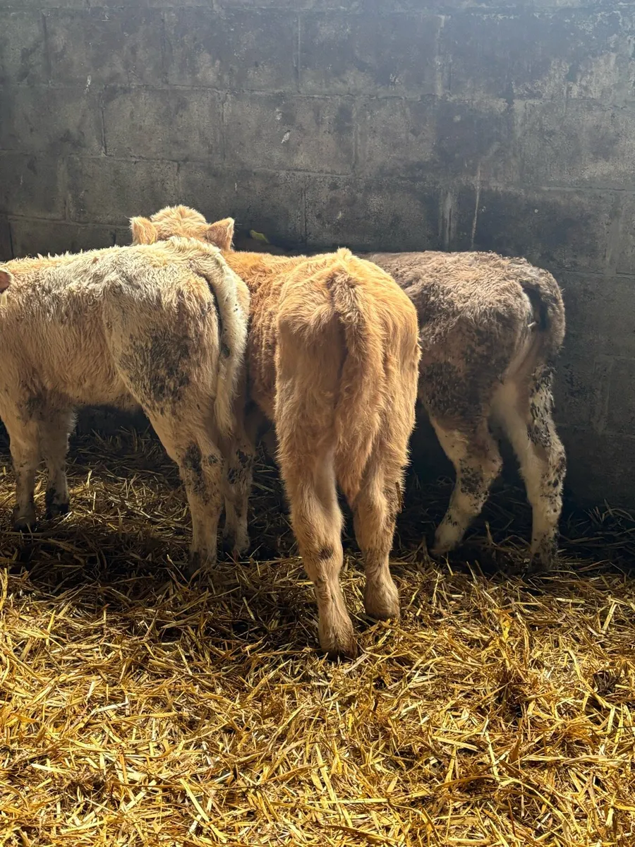 SUCKLER BRED- R GRADE HEIFERS - Image 1