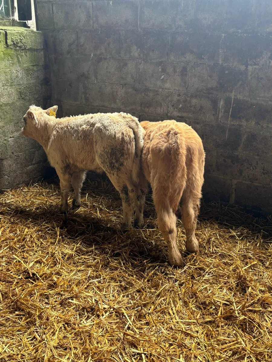 SUCKLER BRED- R GRADE HEIFERS - Image 2