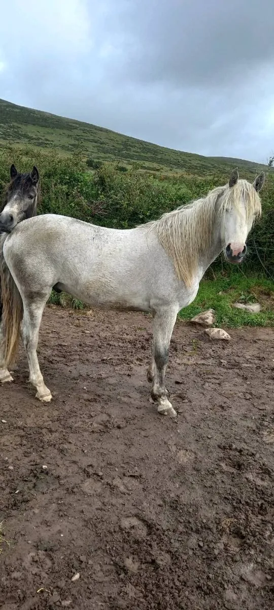 2yrold conamara gelding - Image 3