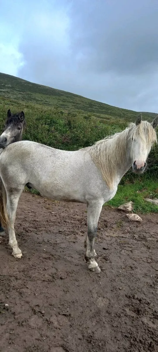 2yrold conamara gelding - Image 1