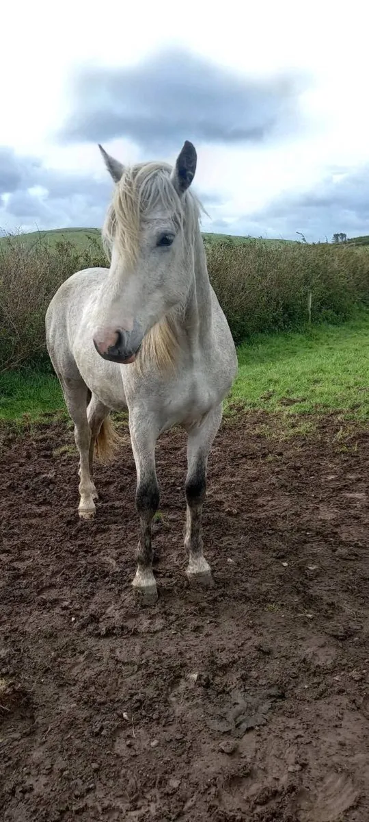 2yrold conamara gelding - Image 4