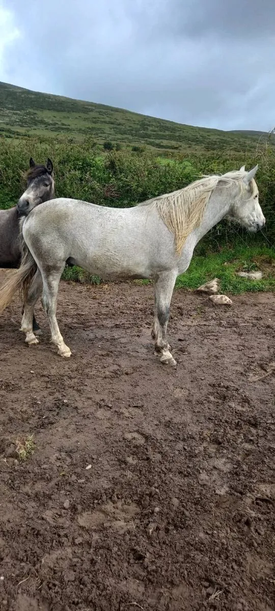 2yrold conamara gelding - Image 2