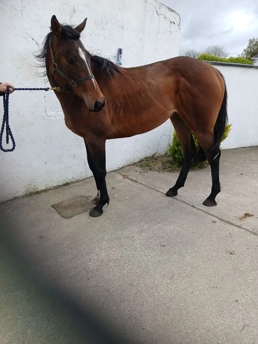 Horse for sale - Image 1