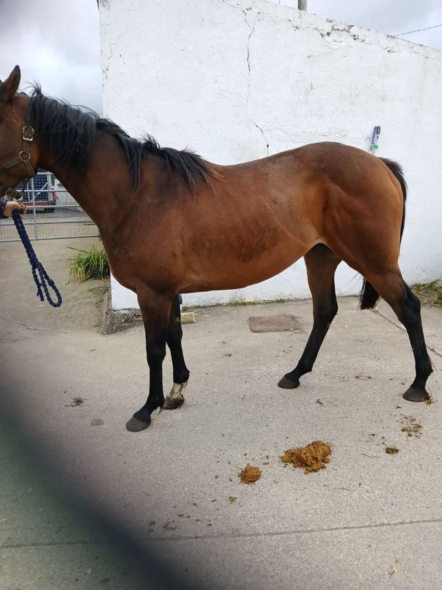 Horse for sale - Image 3