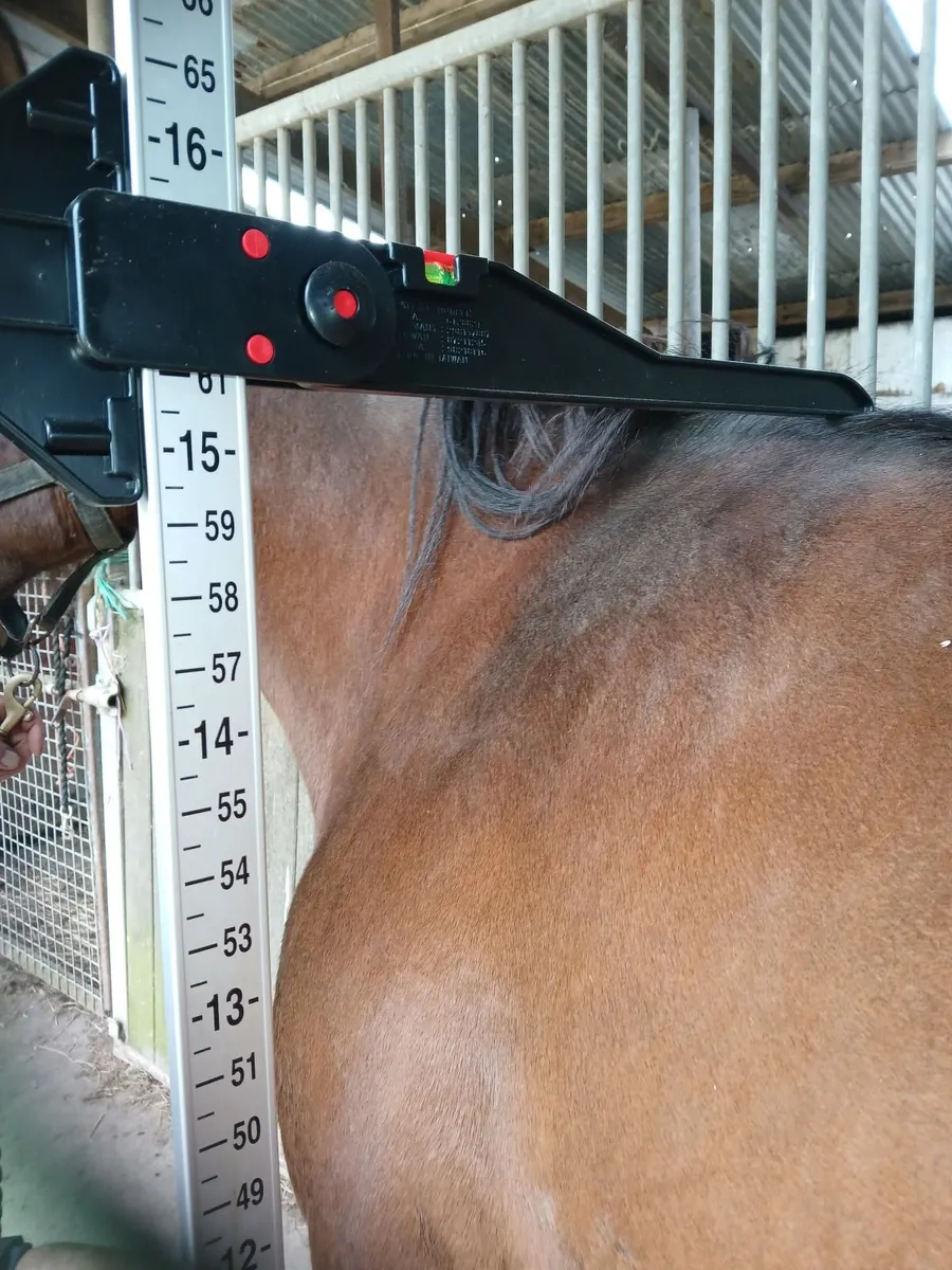 Horse for sale - Image 2