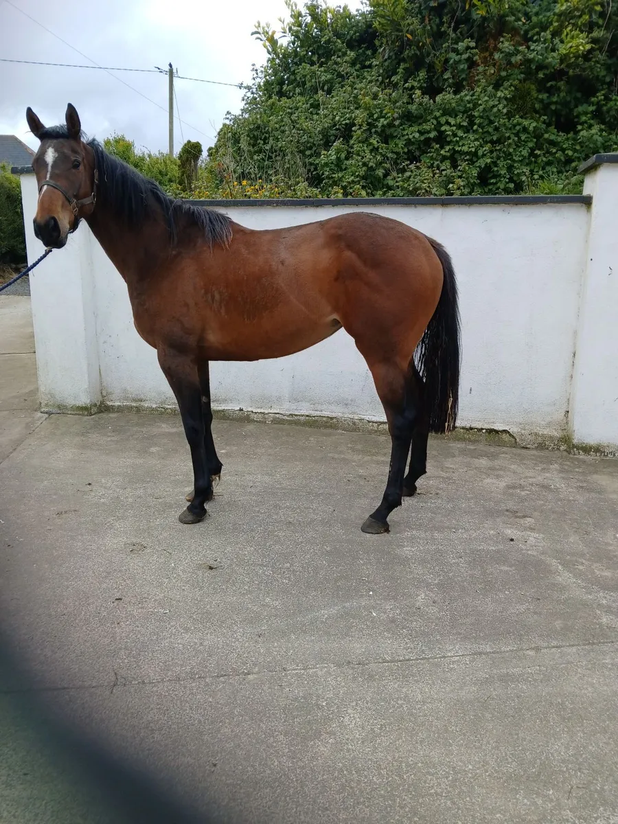 Horse for sale - Image 4
