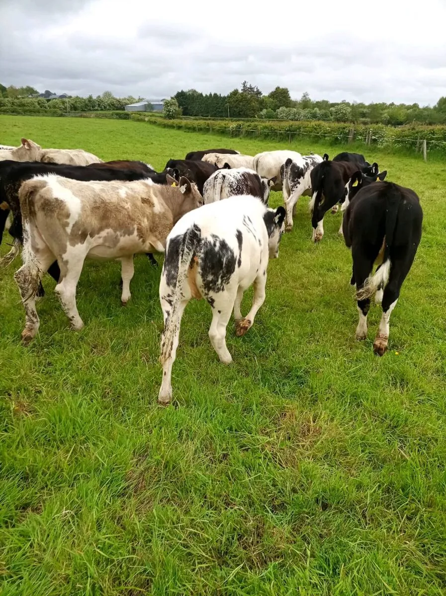 Yearling CH BB HE heifers - Image 2