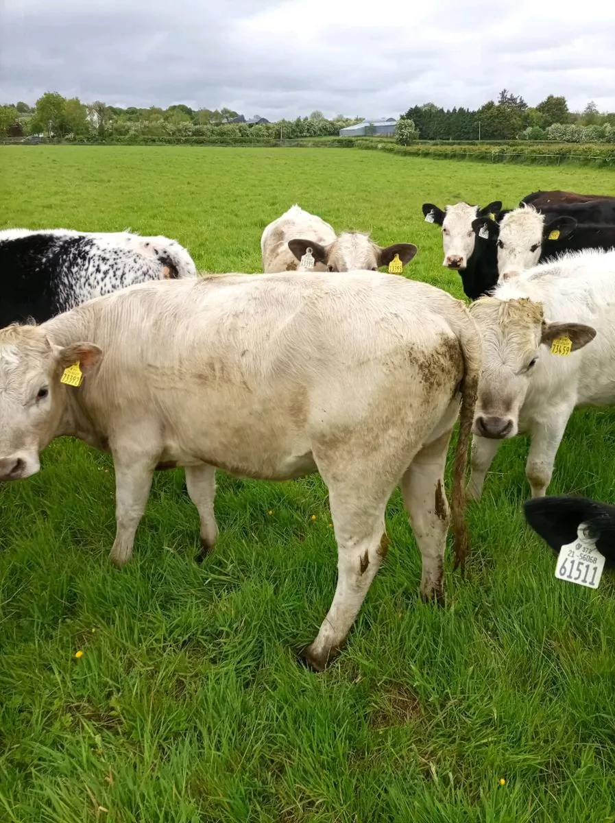 Yearling CH BB HE heifers - Image 3