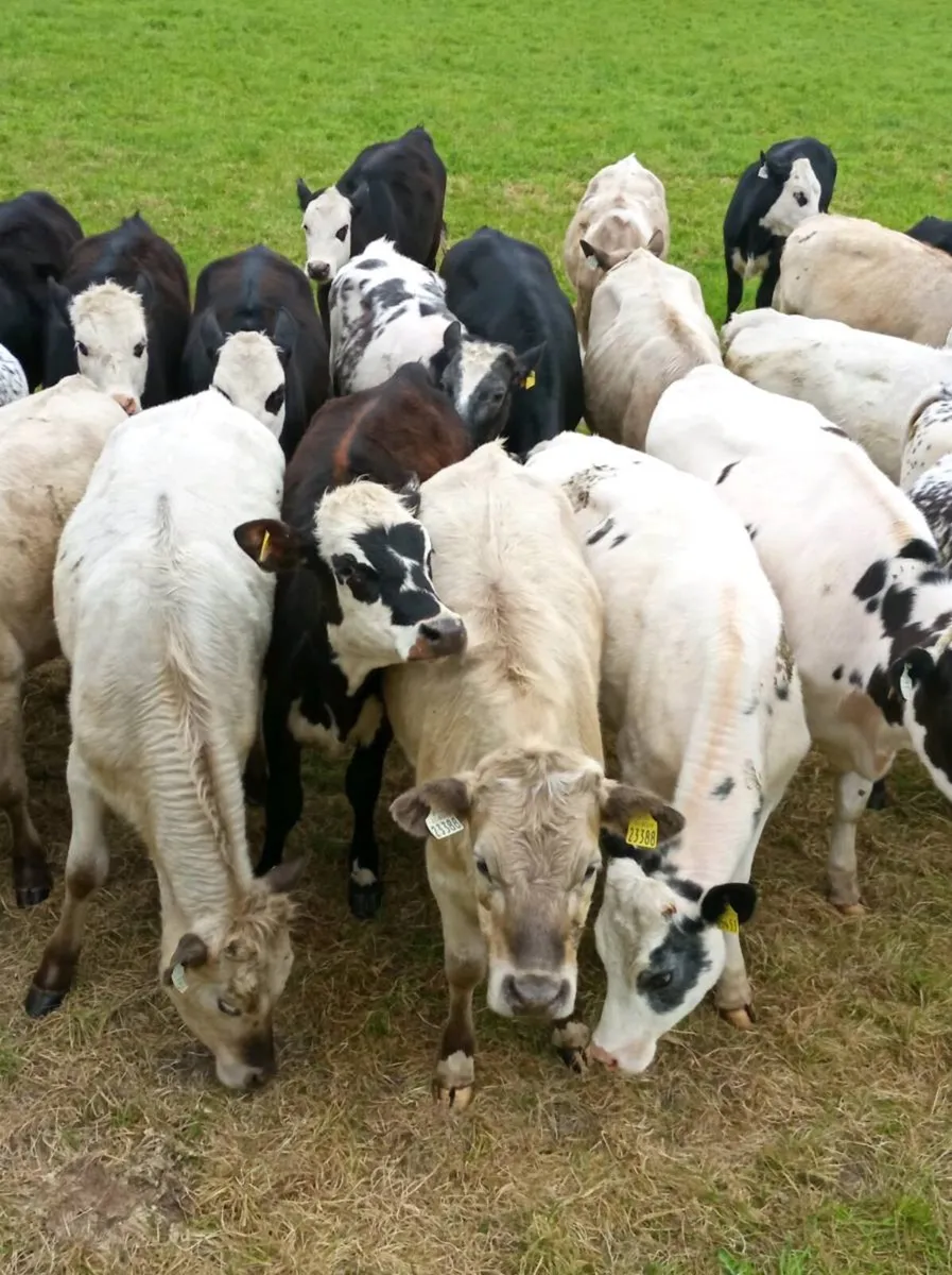 Yearling CH BB HE heifers - Image 1