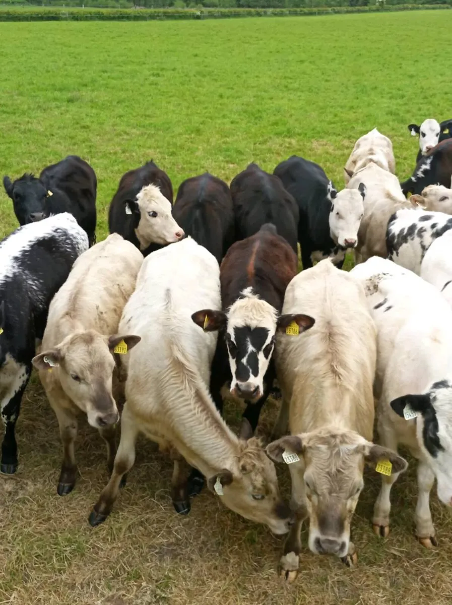 Heifers - Image 4