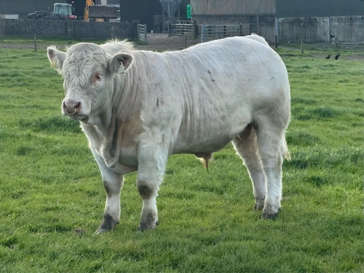 Pedigree Charolais bulls for sale - Image 4