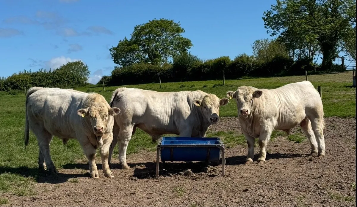 Pedigree Charolais bulls for sale - Image 1