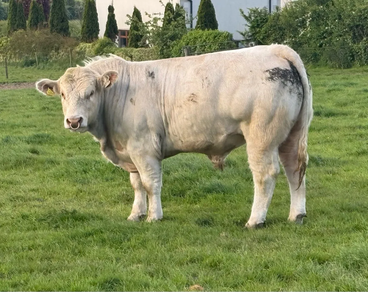 Pedigree Charolais bulls for sale - Image 2