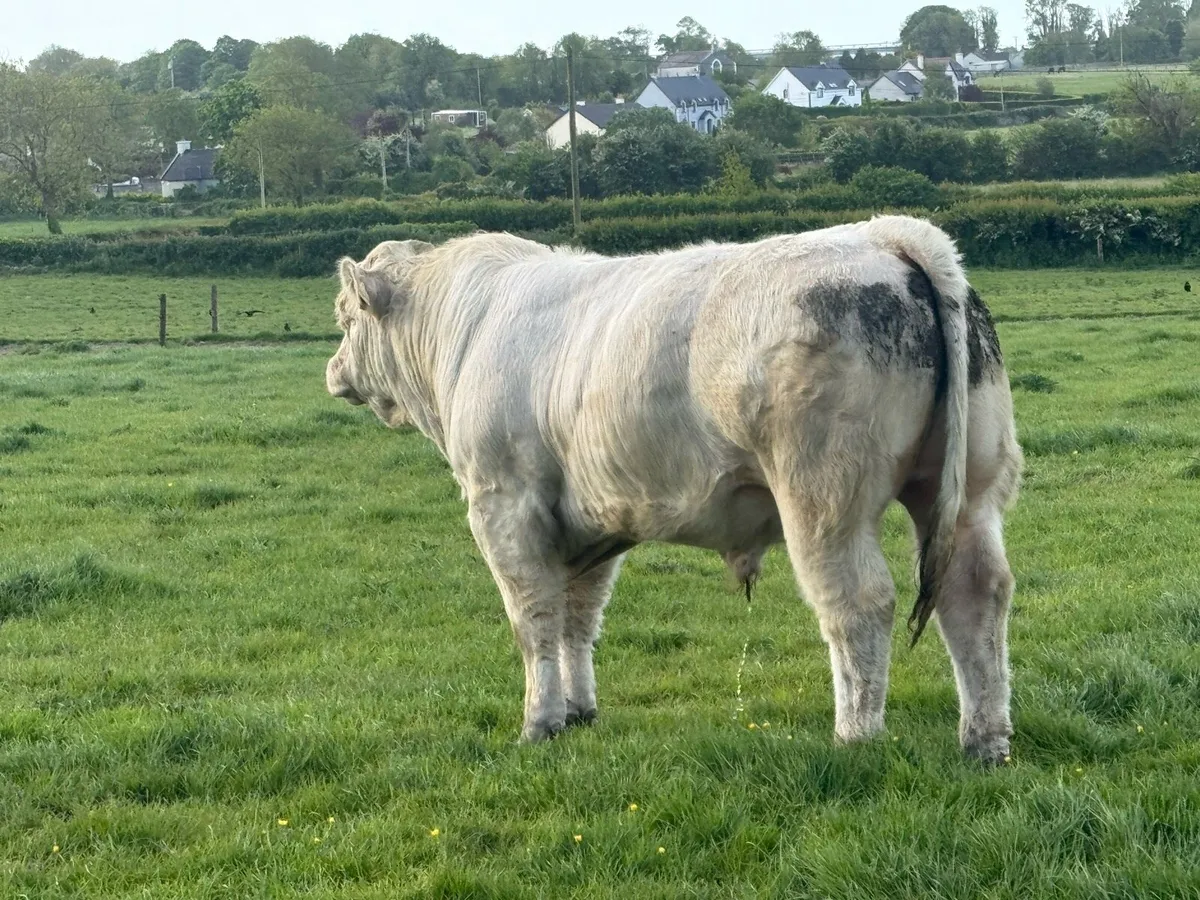 Pedigree Charolais bulls for sale - Image 3