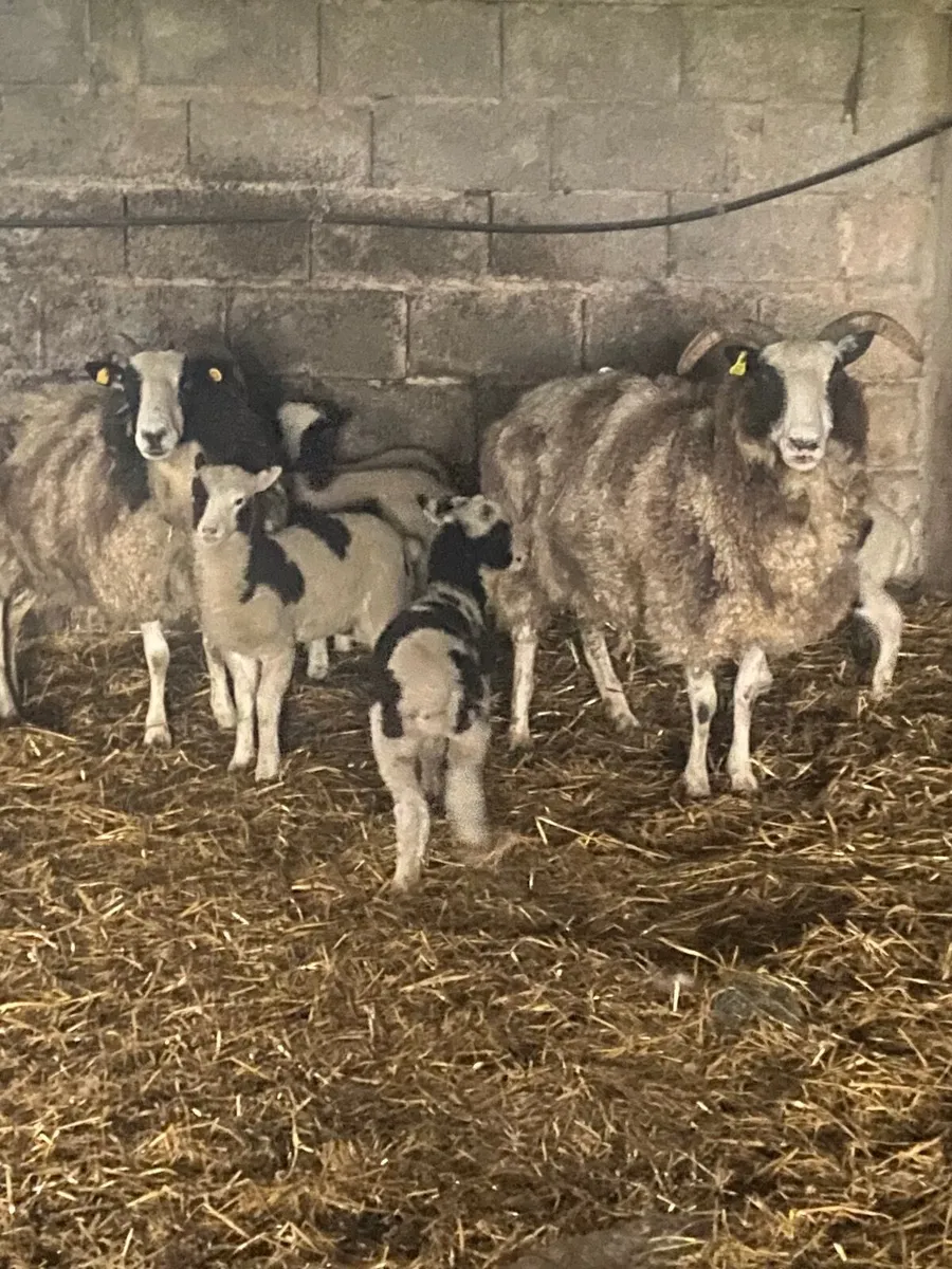 Jacob sheep - Image 2