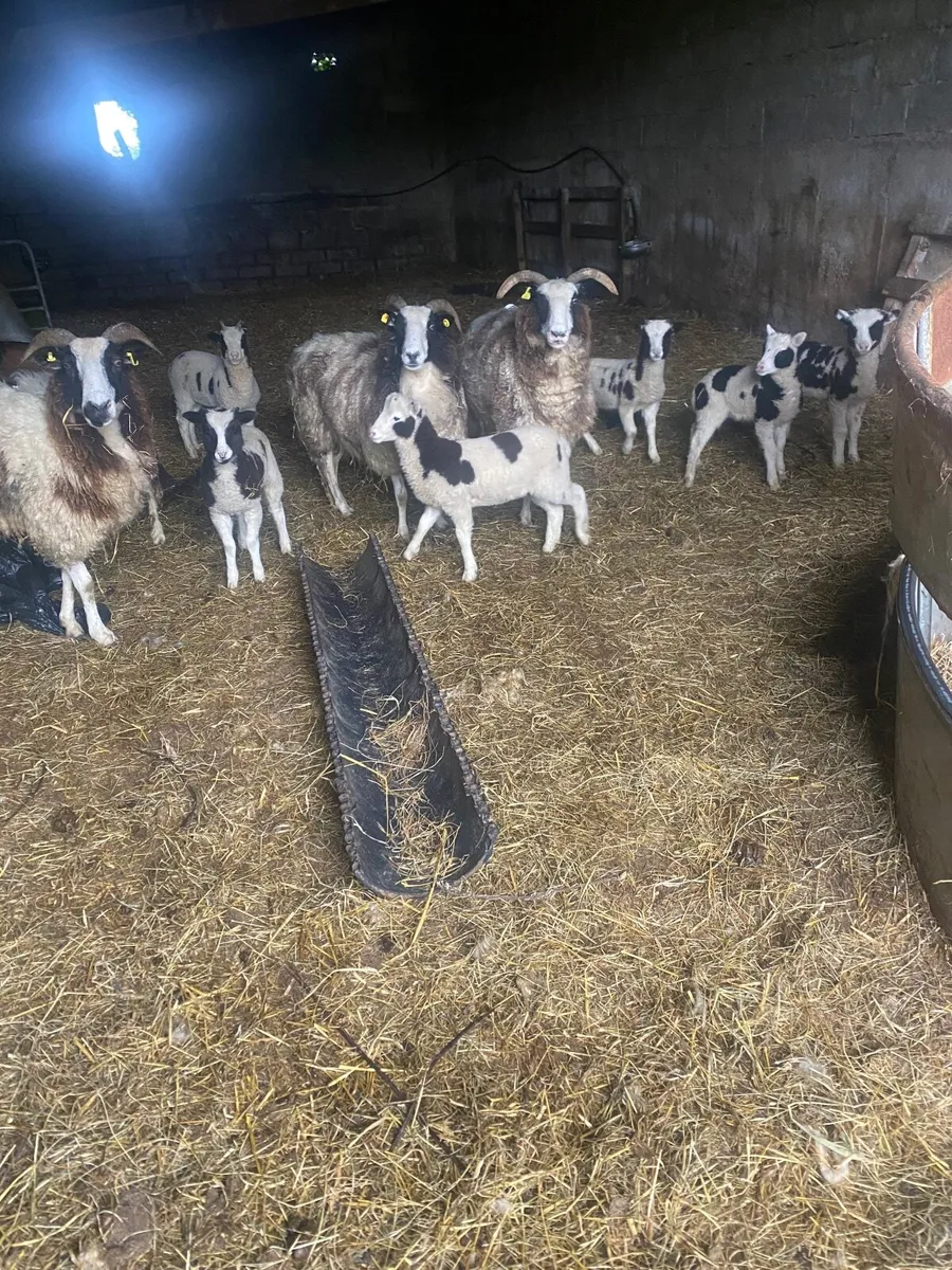 Jacob sheep - Image 1