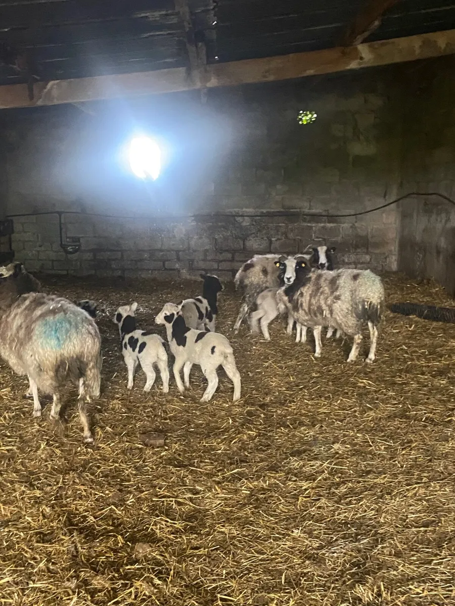 Jacob sheep - Image 4